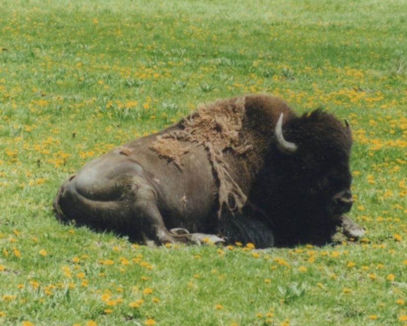 Summers in Wyoming